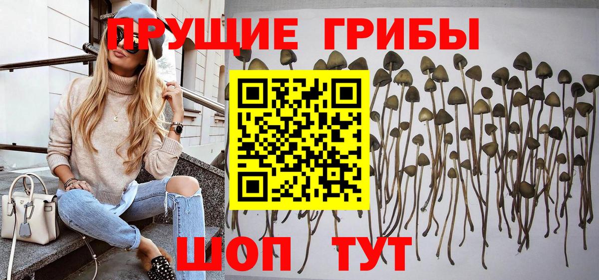 Псилоцибиновые грибы мицелий Аргун